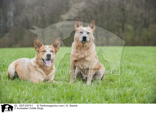 2 Australian Cattle Dogs / 2 Australian Cattle Dogs / SST-09741