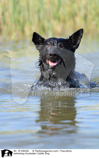 schwimmender Australian Cattle Dog / swimming Australian Cattle Dog / IF-09028