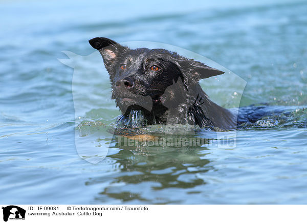 schwimmender Australian Cattle Dog / swimming Australian Cattle Dog / IF-09031