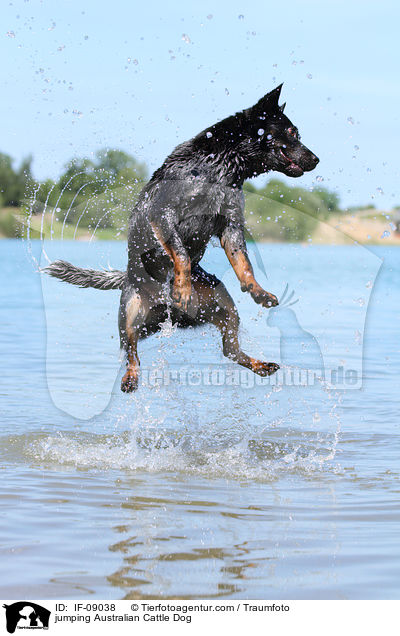 springender Australian Cattle Dog / jumping Australian Cattle Dog / IF-09038
