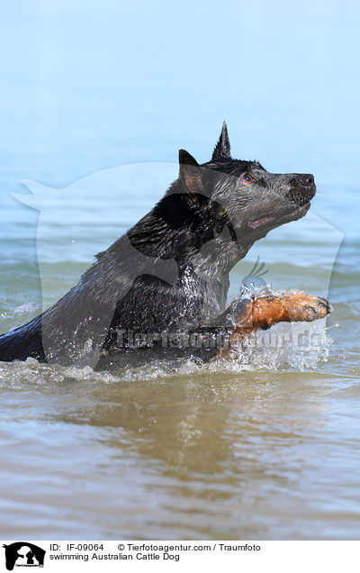 schwimmender Australian Cattle Dog / swimming Australian Cattle Dog / IF-09064