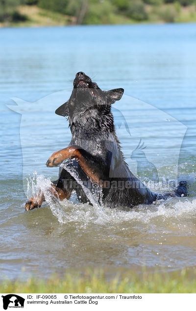 schwimmender Australian Cattle Dog / swimming Australian Cattle Dog / IF-09065