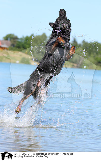 springender Australian Cattle Dog / jumping Australian Cattle Dog / IF-09070