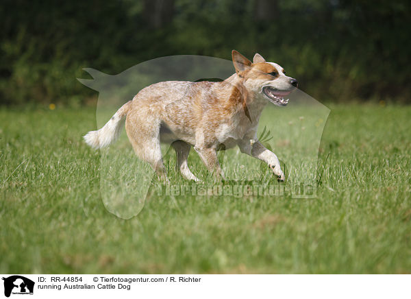 rennender Australian Cattle Dog / running Australian Cattle Dog / RR-44854