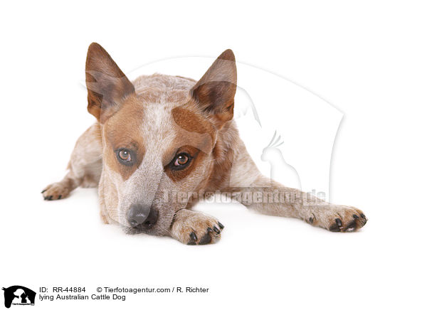lying Australian Cattle Dog / RR-44884