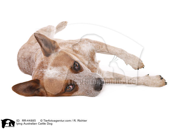 liegender Australian Cattle Dog / lying Australian Cattle Dog / RR-44885
