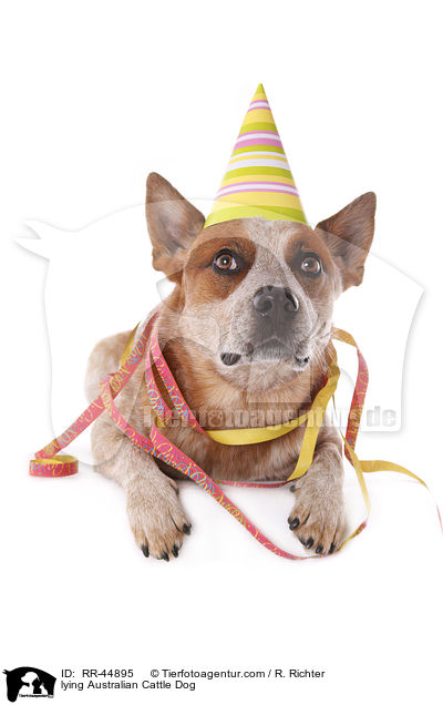 liegender Australian Cattle Dog / lying Australian Cattle Dog / RR-44895