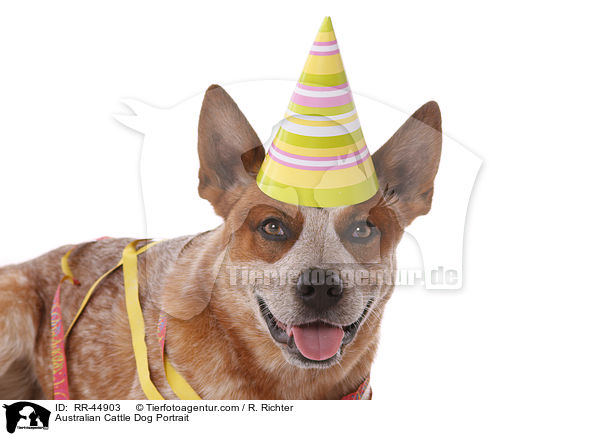 Australian Cattle Dog Portrait / Australian Cattle Dog Portrait / RR-44903