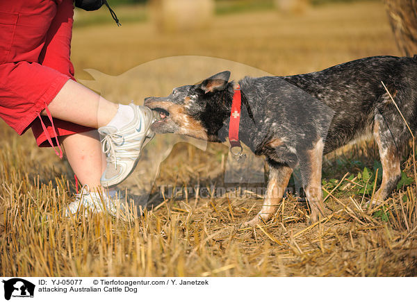 beissender Australian Cattle Dog / attacking Australian Cattle Dog / YJ-05077