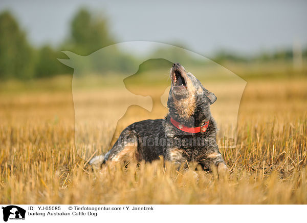 bellender Australian Cattle Dog / barking Australian Cattle Dog / YJ-05085