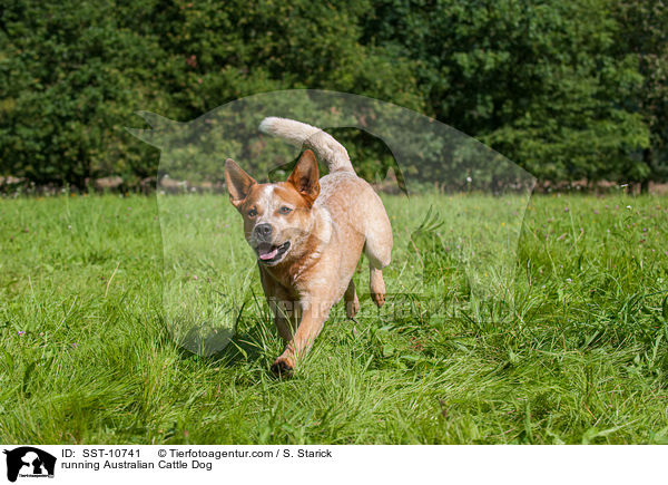 rennender Australian Cattle Dog / running Australian Cattle Dog / SST-10741
