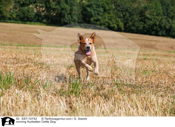 rennender Australian Cattle Dog / running Australian Cattle Dog / SST-10742