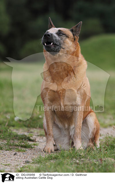 sitzender Australian Cattle Dog / sitting Australian Cattle Dog / DG-05956