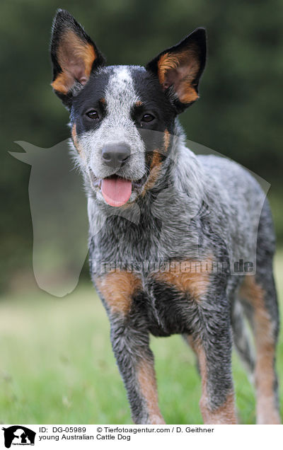 junger Australian Cattle Dog / young Australian Cattle Dog / DG-05989