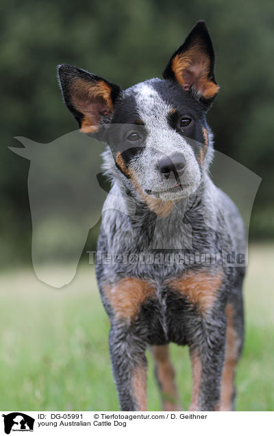 junger Australian Cattle Dog / young Australian Cattle Dog / DG-05991