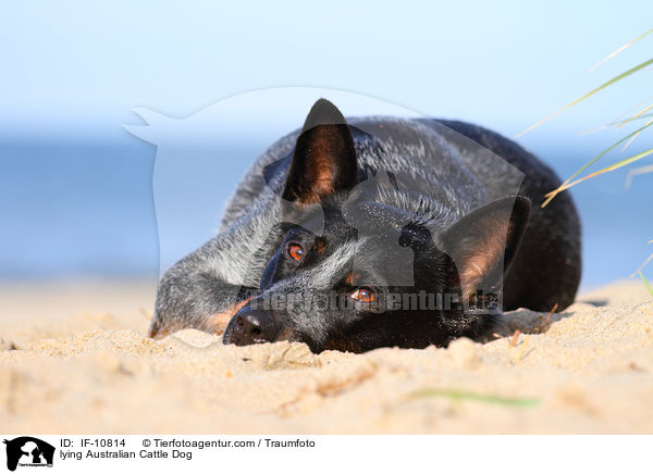 liegender Australian Cattle Dog / lying Australian Cattle Dog / IF-10814