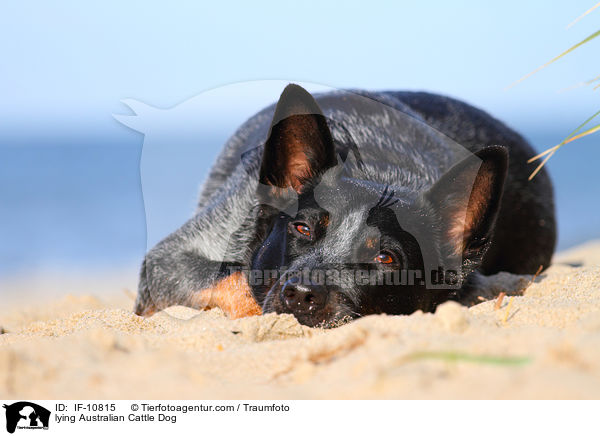 liegender Australian Cattle Dog / lying Australian Cattle Dog / IF-10815