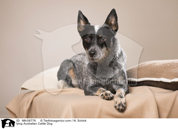 liegender Australian Cattle Dog / lying Australian Cattle Dog / NN-08776