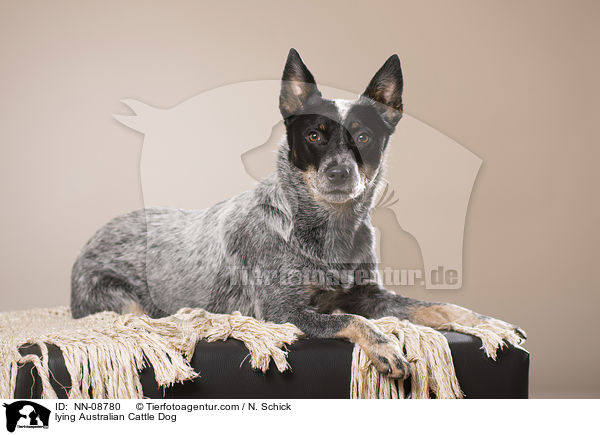 liegender Australian Cattle Dog / lying Australian Cattle Dog / NN-08780