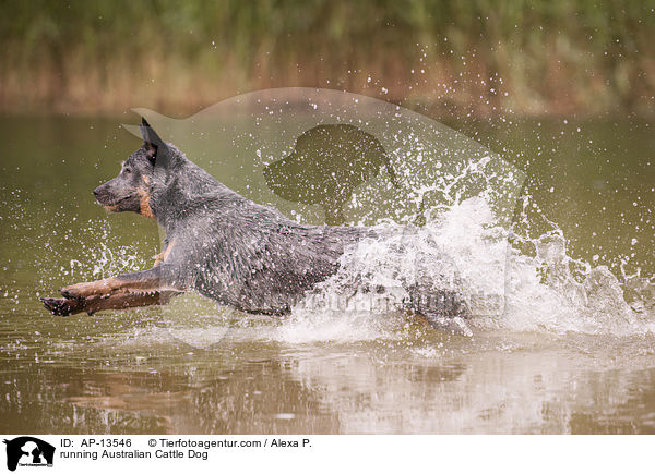 running Australian Cattle Dog / AP-13546