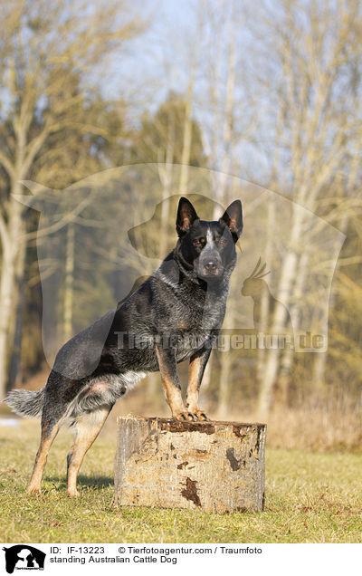 stehender Australian Cattle Dog / standing Australian Cattle Dog / IF-13223