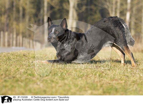 playing Australian Cattle Dog fordert zum Spiel auf / IF-13228