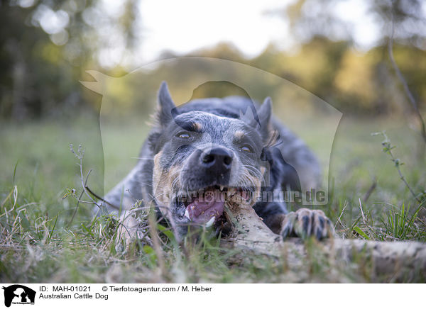 Australian Cattle Dog / Australian Cattle Dog / MAH-01021