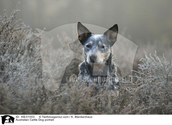 Australian Cattle Dog Portrait / Australian Cattle Dog portrait / KB-01003