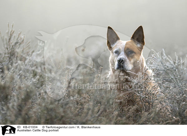 Australian Cattle Dog Portrait / Australian Cattle Dog portrait / KB-01004