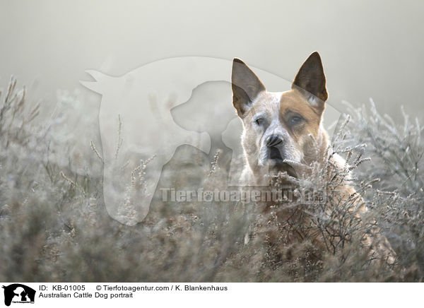 Australian Cattle Dog Portrait / Australian Cattle Dog portrait / KB-01005