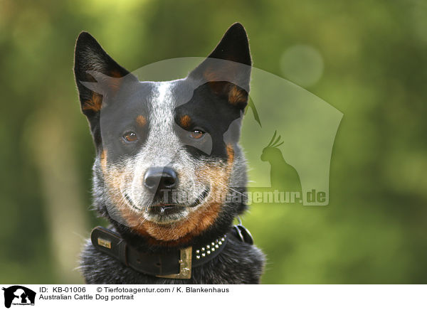 Australian Cattle Dog Portrait / Australian Cattle Dog portrait / KB-01006