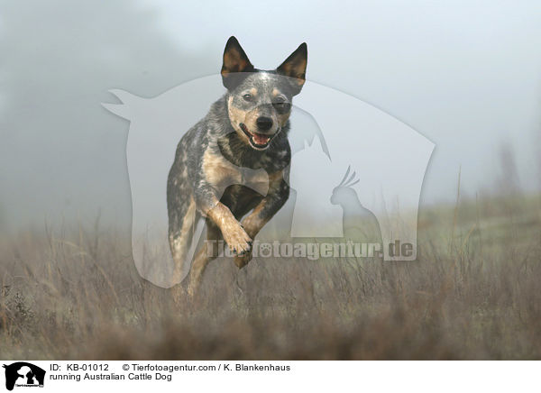 rennender Australian Cattle Dog / running Australian Cattle Dog / KB-01012