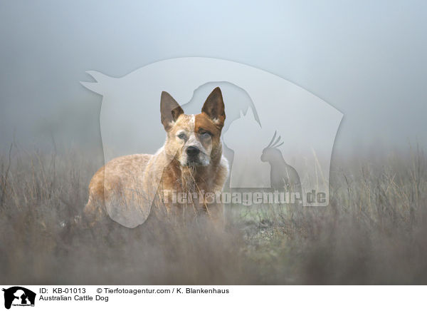Australian Cattle Dog / Australian Cattle Dog / KB-01013