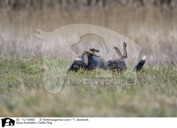 liegender Australian Cattle Dog / lying Australian Cattle Dog / YJ-15860