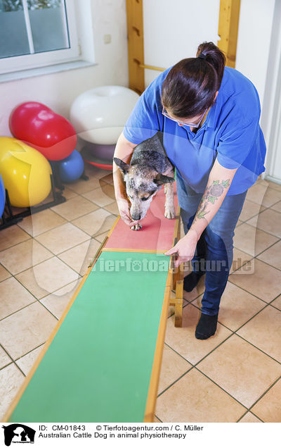 Australian Cattle Dog in animal physiotherapy / CM-01843