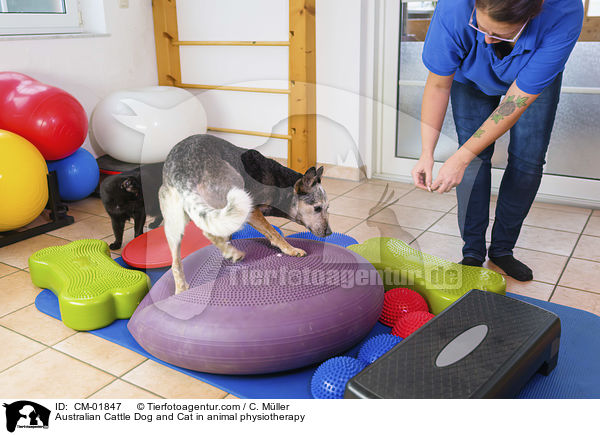 Australian Cattle Dog und Katze bei der Tierphysiotherapie / Australian Cattle Dog and Cat in animal physiotherapy / CM-01847