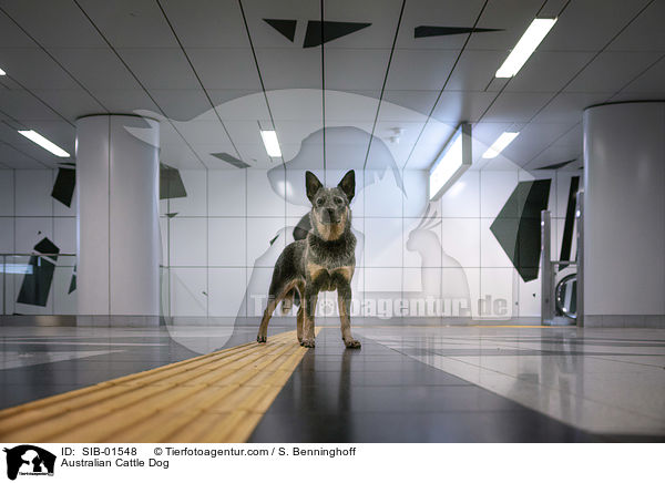 Australian Cattle Dog / Australian Cattle Dog / SIB-01548