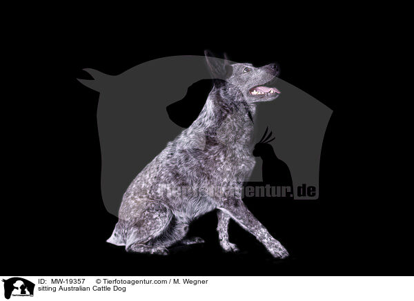 sitzender Australian Cattle Dog / sitting Australian Cattle Dog / MW-19357