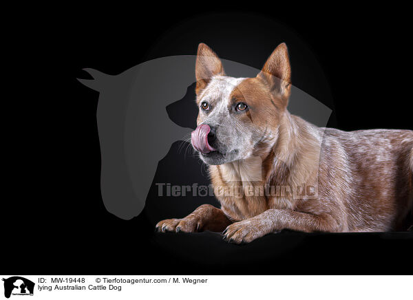 liegender Australian Cattle Dog / lying Australian Cattle Dog / MW-19448