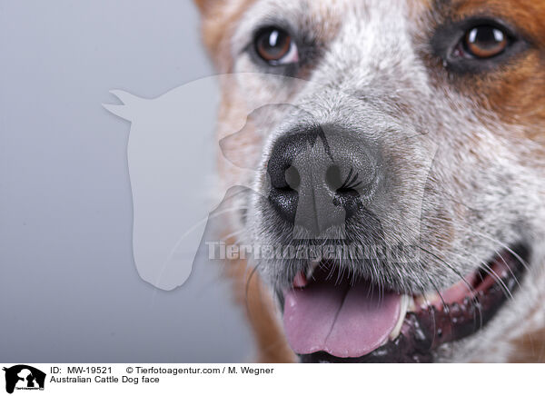Australian Cattle Dog Gesicht / Australian Cattle Dog face / MW-19521