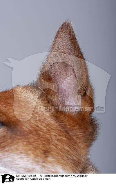Australian Cattle Dog ear / MW-19530