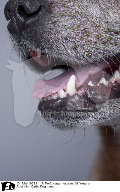 Australian Cattle Dog Maul / Australian Cattle Dog mouth / MW-19531