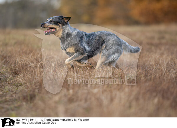 rennender Australian Cattle Dog / running Australian Cattle Dog / MW-18911