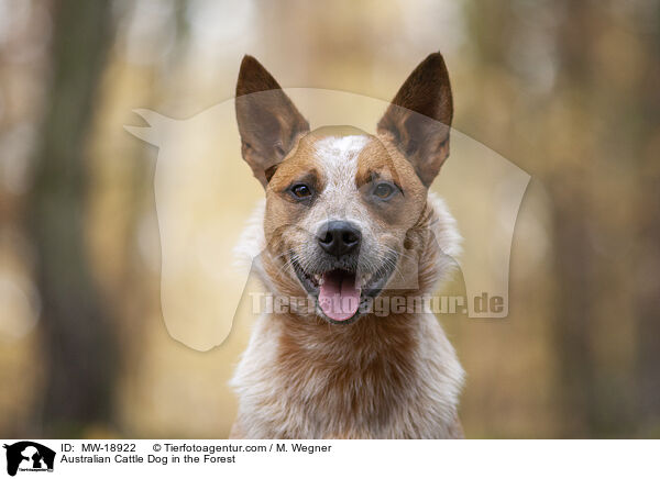 Australian Cattle Dog im Wald / Australian Cattle Dog in the Forest / MW-18922