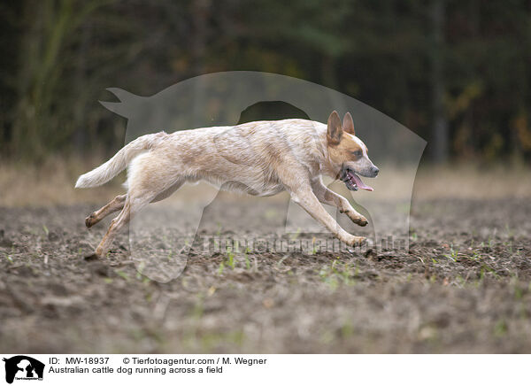 Australian Cattle Dog rennt ber ein Feld / Australian cattle dog running across a field / MW-18937