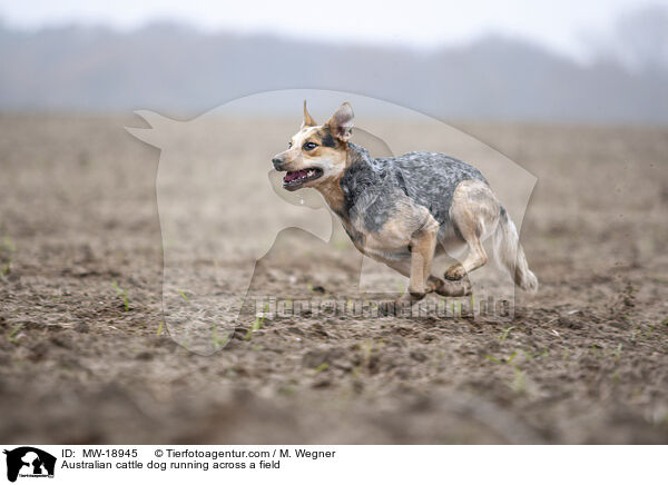 Australian Cattle Dog rennt �ber ein Feld / Australian cattle dog running across a field / MW-18945