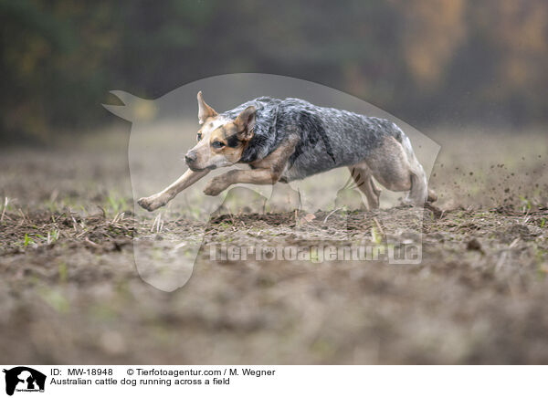 Australian Cattle Dog rennt �ber ein Feld / Australian cattle dog running across a field / MW-18948