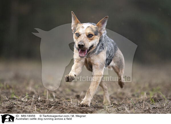 Australian Cattle Dog rennt ber ein Feld / Australian cattle dog running across a field / MW-18956