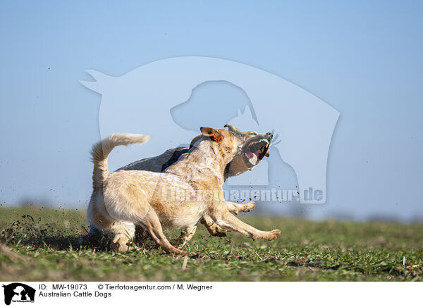 Australian Cattle Dogs / Australian Cattle Dogs / MW-19073