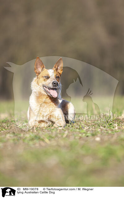 liegender Australian Cattle Dog / lying Australian Cattle Dog / MW-19078